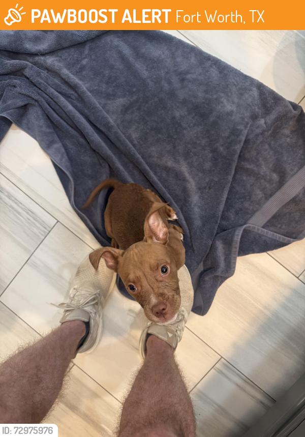Found/Stray Female Dog last seen Bellaire Circle 76109, Fort Worth, TX 76109