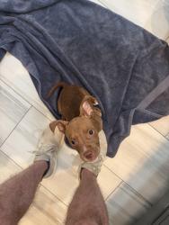 Found/Stray Female Dog last seen Bellaire Circle 76109, Fort Worth, TX 76109