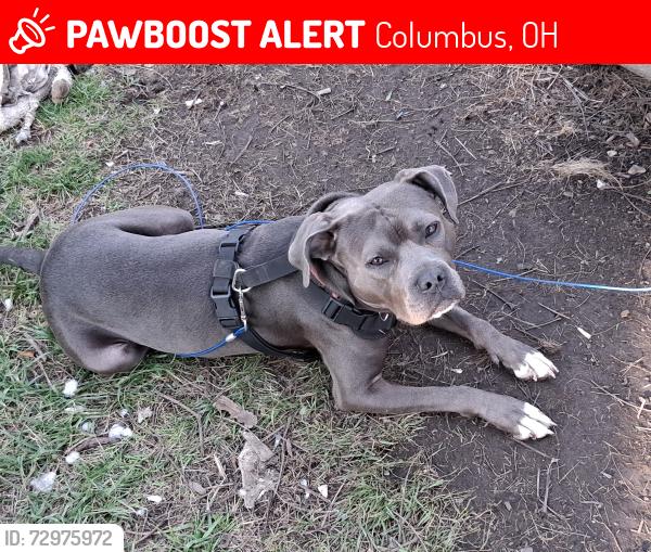 Lost Male Dog last seen St clair and 5th ave, Columbus, OH 43201