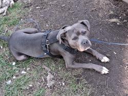 Lost Male Dog last seen St clair and 5th ave, Columbus, OH 43201