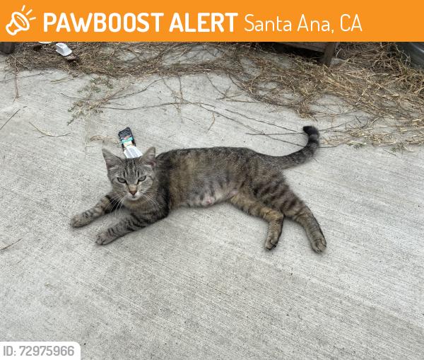 Found/Stray Female Cat last seen Hazard and Newhope, Santa Ana, CA 92703