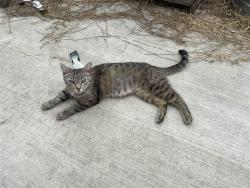 Found/Stray Female Cat last seen Hazard and Newhope, Santa Ana, CA 92703