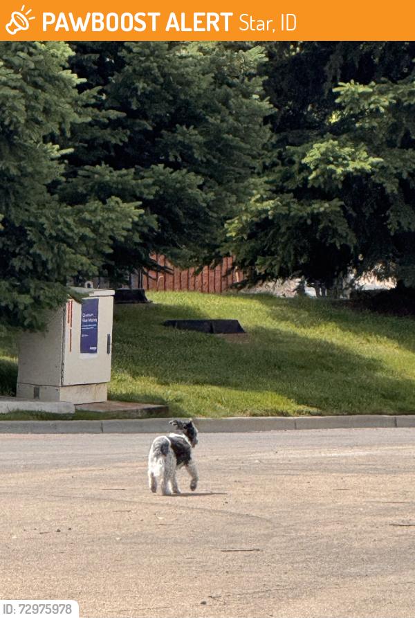 Found/Stray Unknown Dog last seen Bent Ln/Kia Ln, Star, ID 83669