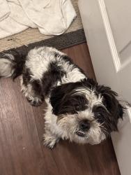 Found/Stray Male Dog last seen 61st and Mingo, Tulsa, OK 74133