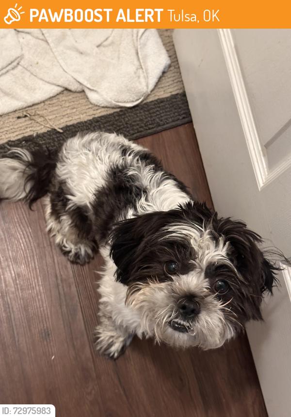 Found/Stray Male Dog last seen 61st and Mingo, Tulsa, OK 74133
