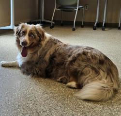 Reunited Male Dog last seen Heathershire , Matthews, NC 28105