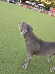 Reunited Male Dog last seen OVERBROOK dr and Northside dr, Atlanta, GA 30318