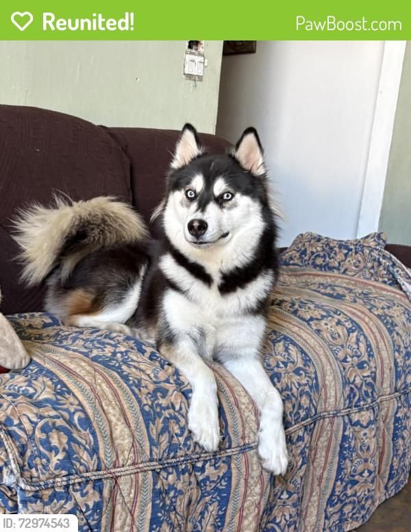 Reunited Female Dog last seen New Castle and Beckenham Drive, Kissimmee, FL 34758