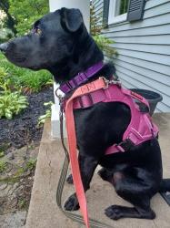 Reunited Male Dog last seen terrace and old state , Park Hills, KY 41011