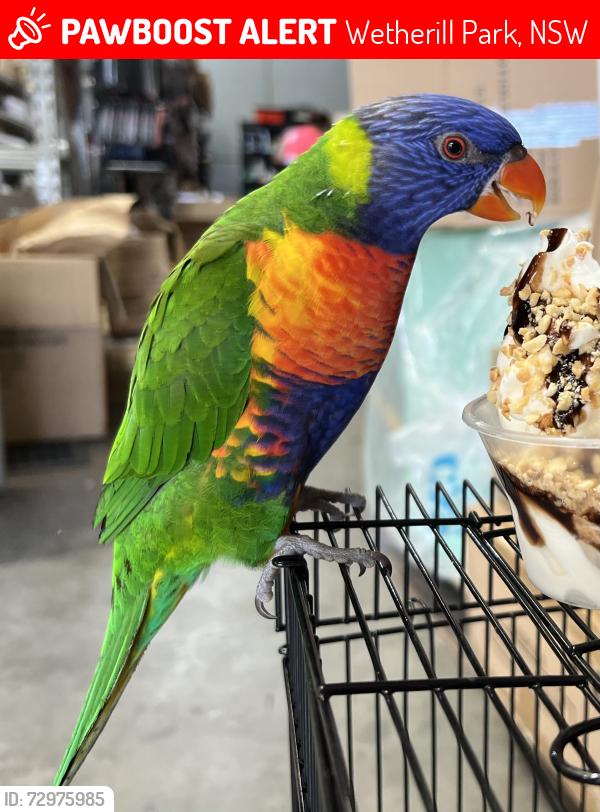 Lost Unknown Bird last seen Toohey Road wetherill park, Wetherill Park, NSW 2164
