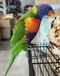 Lost Unknown Bird last seen Toohey Road wetherill park, Wetherill Park, NSW 2164