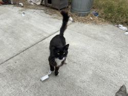 Found/Stray Male Cat last seen Hazard and Newhope, Santa Ana, CA 92703