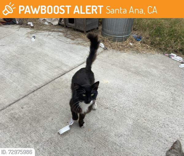 Found/Stray Male Cat last seen Hazard and Newhope, Santa Ana, CA 92703