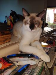 Reunited Male Cat last seen San Juan , Tustin, CA 92780