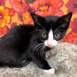 Shelter Stray Female Cat last seen College Station, TX 77845, Bryan, TX 77807