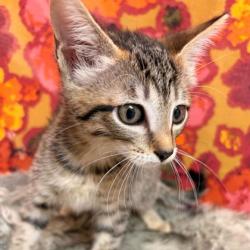 Shelter Stray Female Cat last seen College Station, TX 77845, Bryan, TX 77807