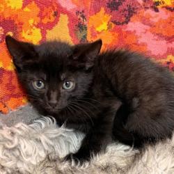 Shelter Stray Male Cat last seen College Station, TX 77845, Bryan, TX 77807