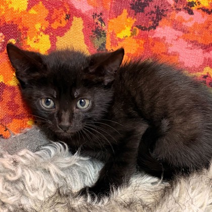 Shelter Stray Male Cat last seen College Station, TX 77845, Bryan, TX 77807
