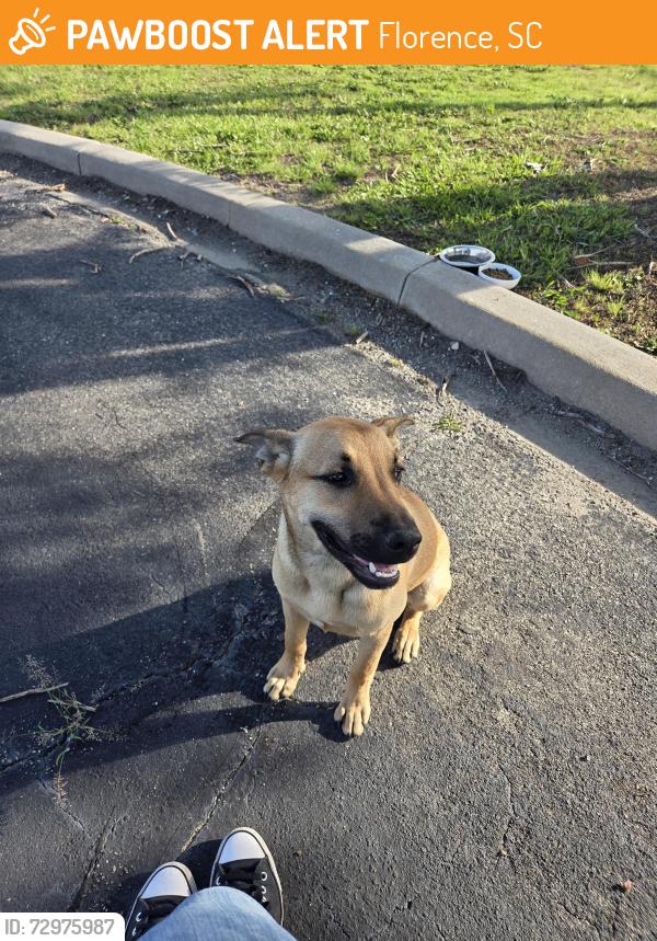 Found/Stray Male Dog last seen O'Reilly auto parts, Florence, SC 29501