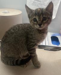 Shelter Stray Female Cat last seen James and North, Sanger Zone Fresno CO 4 93657, CA, Fresno, CA 93706