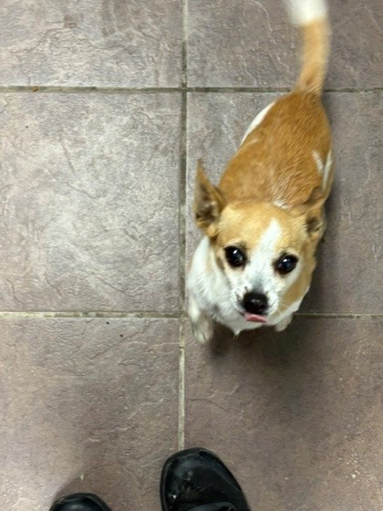 Shelter Stray Female Dog last seen Near blk praire, District 4 - South Cleburne, TX, 2375 Service Dr, Cleburne, TX 76033, USA