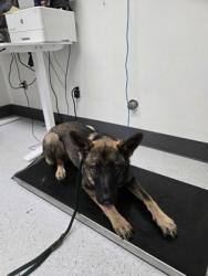 Shelter Stray Female Dog last seen Oakland, CA 94621, Oakland, CA 94601