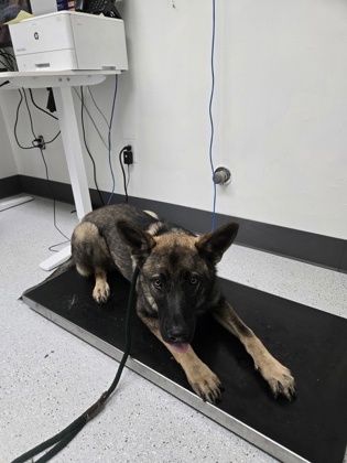 Shelter Stray Female Dog last seen Oakland, CA 94621, Oakland, CA 94601