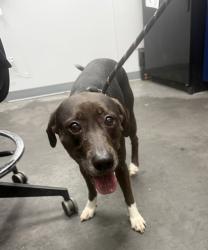 Shelter Stray Female Dog last seen Moncks Corner, SC 29461, North Charleston, SC 29406