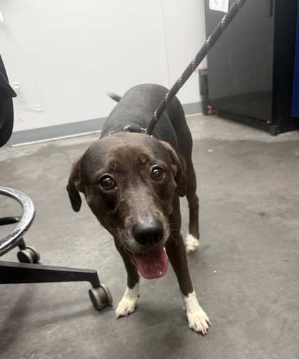 Shelter Stray Female Dog last seen Moncks Corner, SC 29461, North Charleston, SC 29406