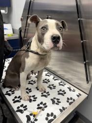 Shelter Stray Female Dog last seen Moncks Corner, SC 29461, North Charleston, SC 29406