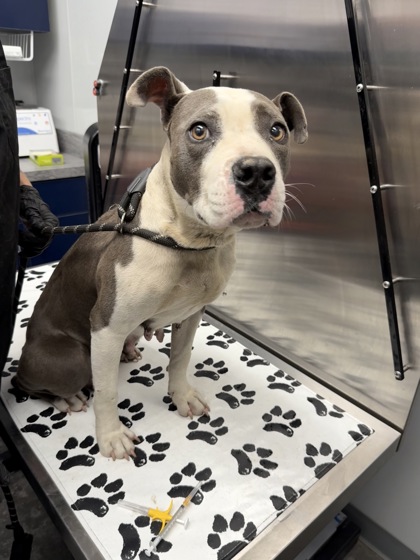 Shelter Stray Female Dog last seen Moncks Corner, SC 29461, North Charleston, SC 29406