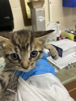 Shelter Stray Male Cat last seen North Charleston, SC 29406, North Charleston, SC 29406