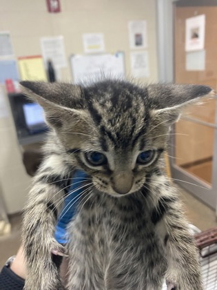 Shelter Stray Male Cat last seen North Charleston, SC 29406, North Charleston, SC 29406