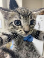 Shelter Stray Female Cat last seen North Charleston, SC 29406, North Charleston, SC 29406