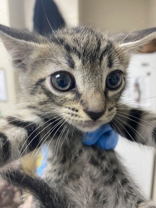 Shelter Stray Female Cat last seen North Charleston, SC 29406, North Charleston, SC 29406