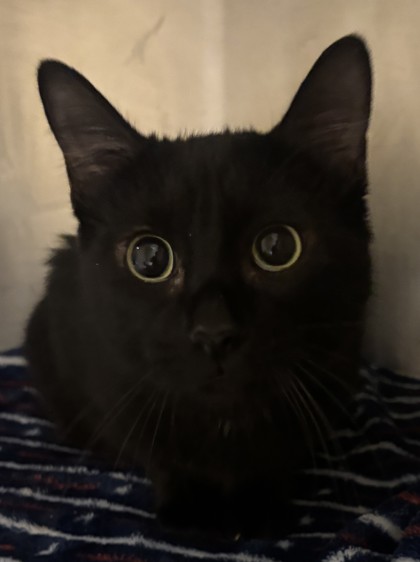 Shelter Stray Female Cat last seen Near Old London, 75149, TX, Mesquite, TX 75149