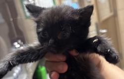 Shelter Stray Female Cat last seen Near Old London, 75149, TX, Mesquite, TX 75149