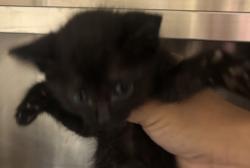 Shelter Stray Female Cat last seen Near Old London, 75149, TX, Mesquite, TX 75149