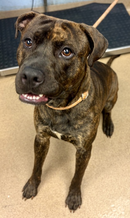 Shelter Stray Male Dog last seen Near Peachtree Rd NE, Brookhaven, GA 30319, 30319, GA, Atlanta, GA 30341