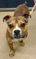 Shelter Stray Male Dog last seen Near Panola Mill Dr, 30038, GA, Atlanta, GA 30341
