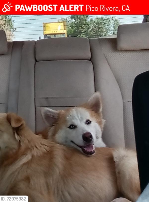 Lost Male Dog last seen Dufree and Walnut Ave , Pico Rivera, CA 90660