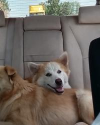 Lost Male Dog last seen Dufree and Walnut Ave , Pico Rivera, CA 90660