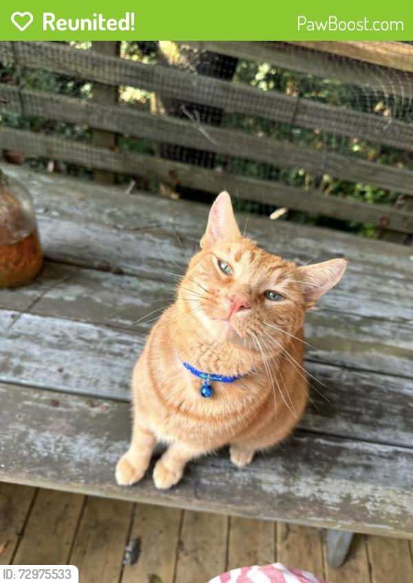 Reunited Male Cat last seen In yard near Agnes Scott college , Decatur, GA 30030