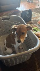 Found/Stray Male Dog last seen 38th street , Birmingham, AL 35222