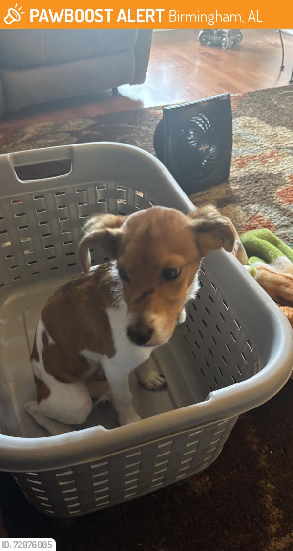 Found/Stray Male Dog last seen 38th street , Birmingham, AL 35222
