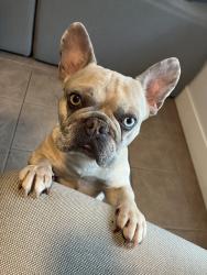 Found/Stray Male Dog last seen Iris & Lasselle, Moreno Valley, CA 92553