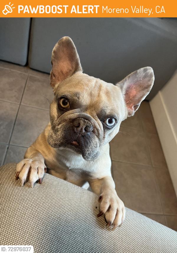 Found/Stray Male Dog last seen Iris & Lasselle, Moreno Valley, CA 92553