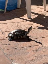 Lost Female Reptile last seen Saylor and Vegas, Las Vegas, NV 89108