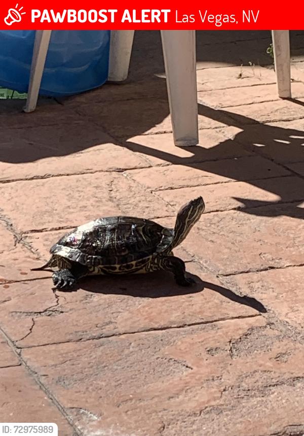 Lost Female Reptile last seen Saylor and Vegas, Las Vegas, NV 89108