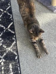 Reunited Female Cat last seen NW Exprwy and MacArthur , Oklahoma City, OK 73132